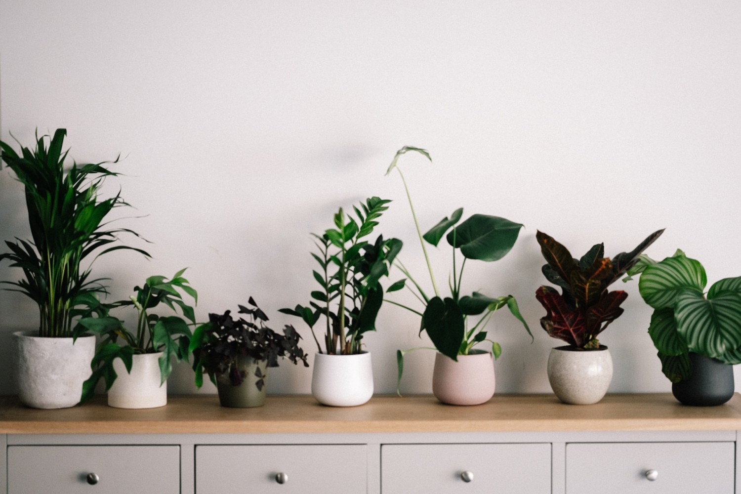 groen in huis met kamerplanten