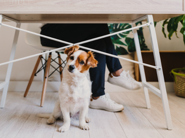 Borgtochtprovisie NHG