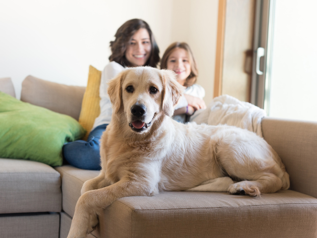 verzekeringen regelen