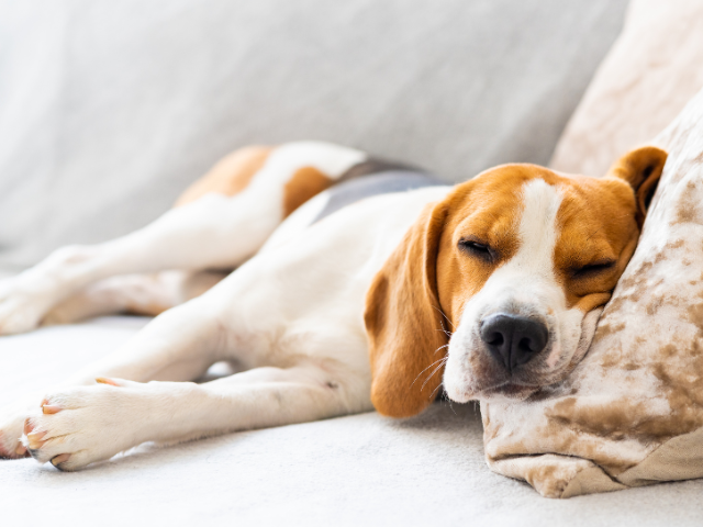 Huis kopen zonder eigen geld hond op bank