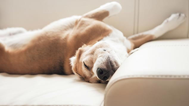 Huis kopen zonder eigen geld hond op bank